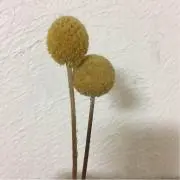 ALAの画像