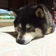 SHIBA柴☘️