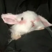 春の画像