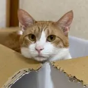 naoの画像