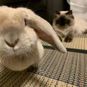 しめじの画像