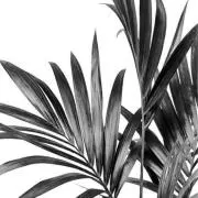 ユノンの画像