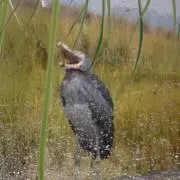 ゆつの画像