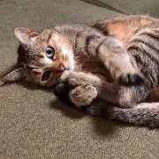 すもも