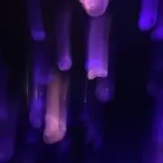 ひよこの画像