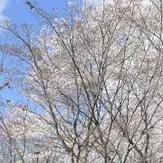 ☆☆☆の画像