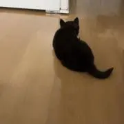 まめしばプロフ見てください