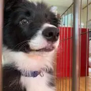 チョマchomaの画像