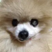 ポチの画像