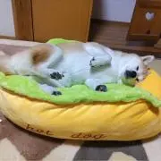 タスティエーラの画像