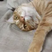 あるば