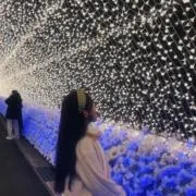 ヨッタネコの画像