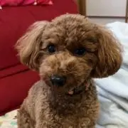 さくら