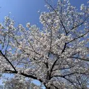 Sの画像
