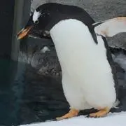 マッシー