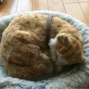 msn22313の画像