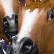 ノンコの画像