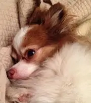 マコの画像