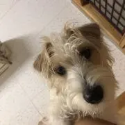 kozoの画像