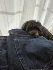 kuroの画像