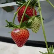 とちおとめの画像