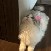 lalalilaの画像