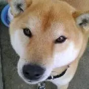 しばつよ