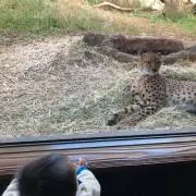 ゆきんこの画像
