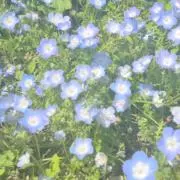 りんの画像