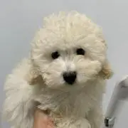 わんこ♡らぶ