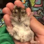 ヘムチの画像