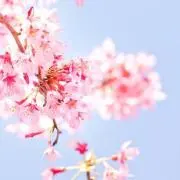 さくら✿