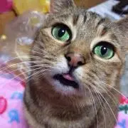 ねおぽん