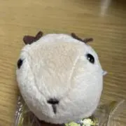 ゆずこの画像