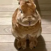クリームの画像