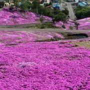 レモンの画像