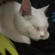 ねこねこ