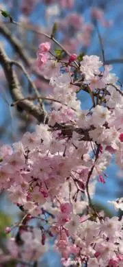 桜❁⃘*.゜