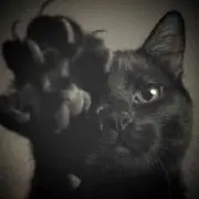 ねこまんまの画像