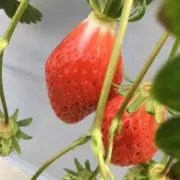 坂下まいこの画像