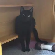 黒猫