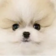 ふーての画像
