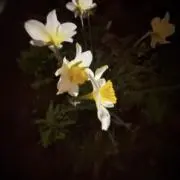 ℳ