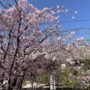 サリー