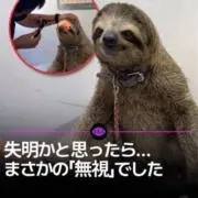 oyasumiの画像