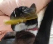 こてねこの画像