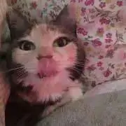 Nina★プロフ必読!の画像