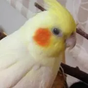 ルチ君