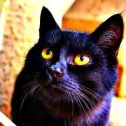 ねこみんの画像