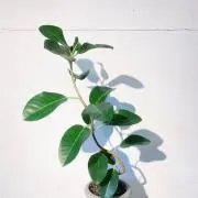 minの画像